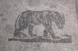 08241 ostia - regio v - insula ii - domus della fortuna annonaria (v,ii,8) - raum (9) - mosaik - tiger - e.jpg